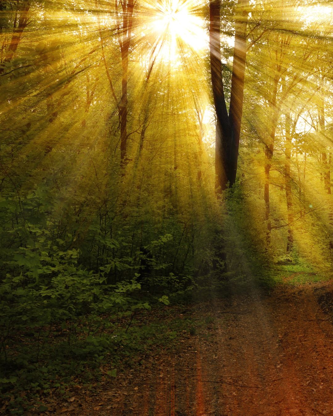 Wald
