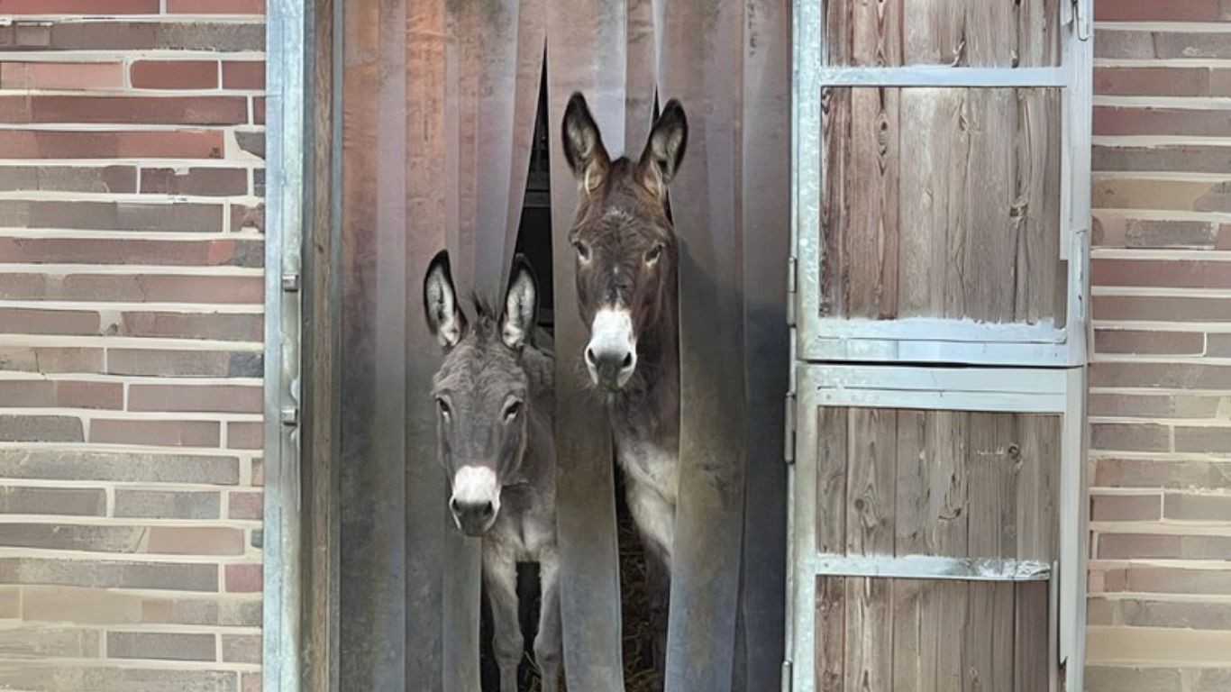 Emotionscode und Bodycode für Tiere Esel