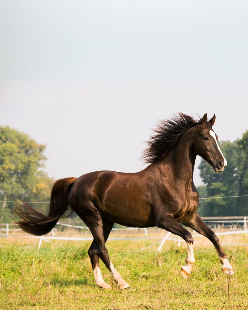 Mensch und Tier Pferd Emotionscode und Bodycode für Tiere