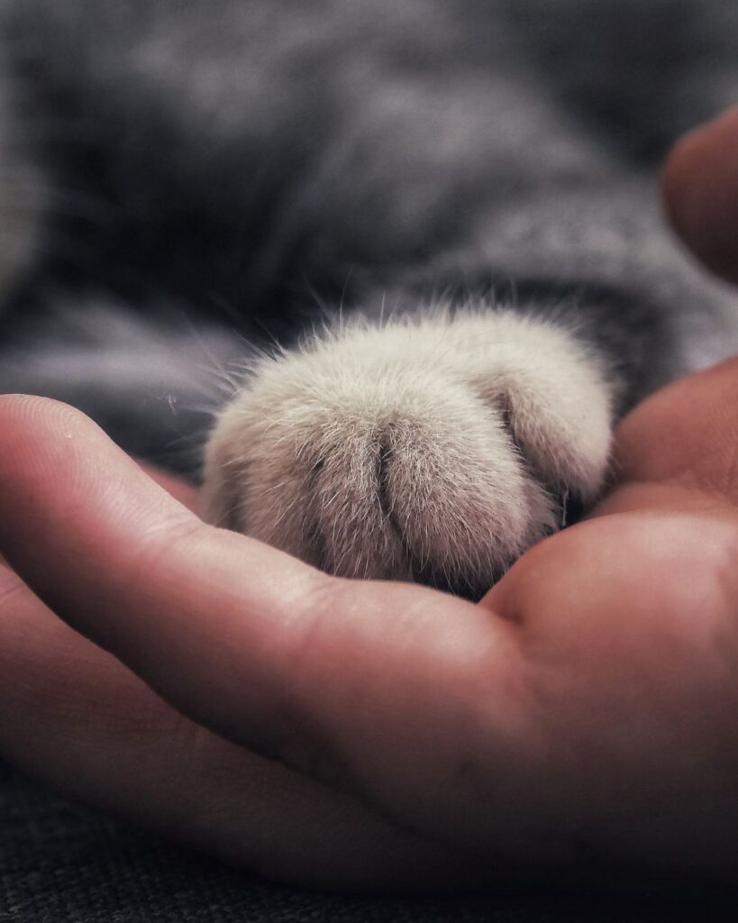 Mensch und Tier Katze Emotionscode und Bodycode für Tiere