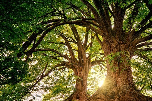 Einklang und Natur Emotionscode