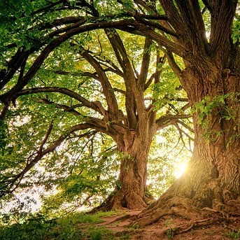 Einklang und Natur Emotionscode