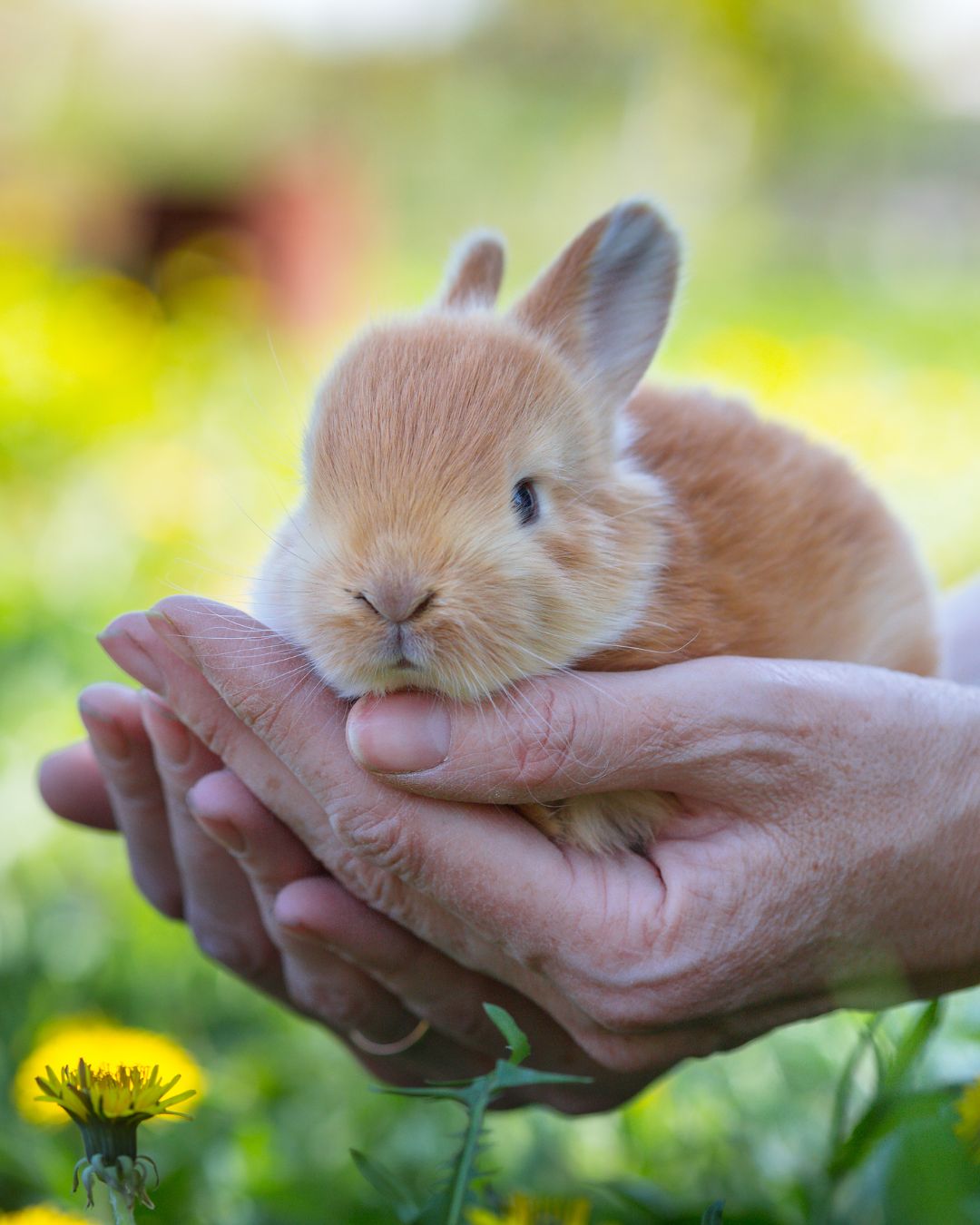 Mensch und Tier Kaninchen Hase